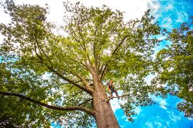 Best Tree and Shrub Care  in Jerome, IL